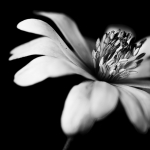 Fleur blanche - Yana Lenchevskaïa